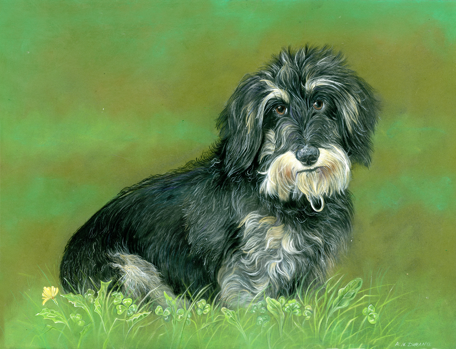 bassotto